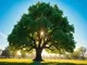 der-baum-in-den-lenormandkarten-eine-bedeutung-von-gesundheit-und-wachstum