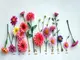die-blumen-der-sternzeichen-welche-blume-zu-ihrem-zeichen-gehoert