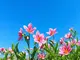 die-wunder-des-fruehling-was-die-sternzeichen-im-april-und-mai-erwartet