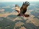 krafttier-bussard-der-blick-von-oben-die-kunst-der-perspektive