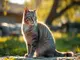 krafttier-katze-bedeutung-geheimnisse-der-unabhaengigkeit