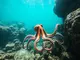 krafttier-oktopus-weisheit-und-anpassung-in-der-tiefe