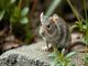 krafttier-ratte-ein-symbol-fuer-anpassungsfaehigkeit-und-intelligenz