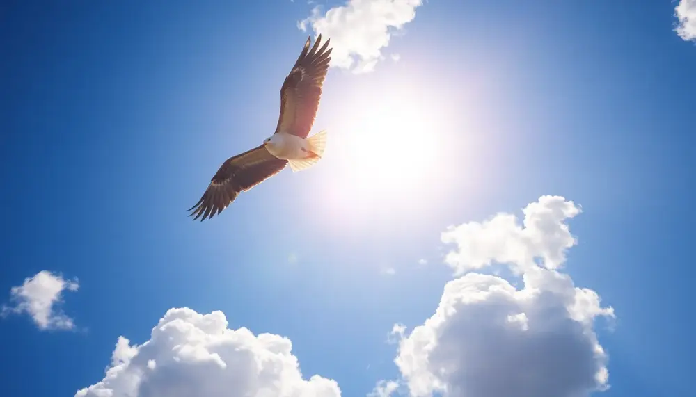 Krafttier Vogel: Die Botschaften des Himmels verstehen
